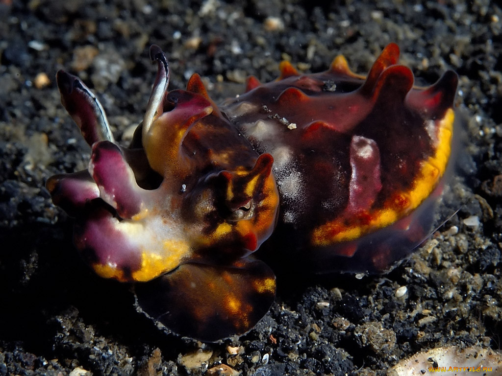 flamboyant, cuttlefish, , , 